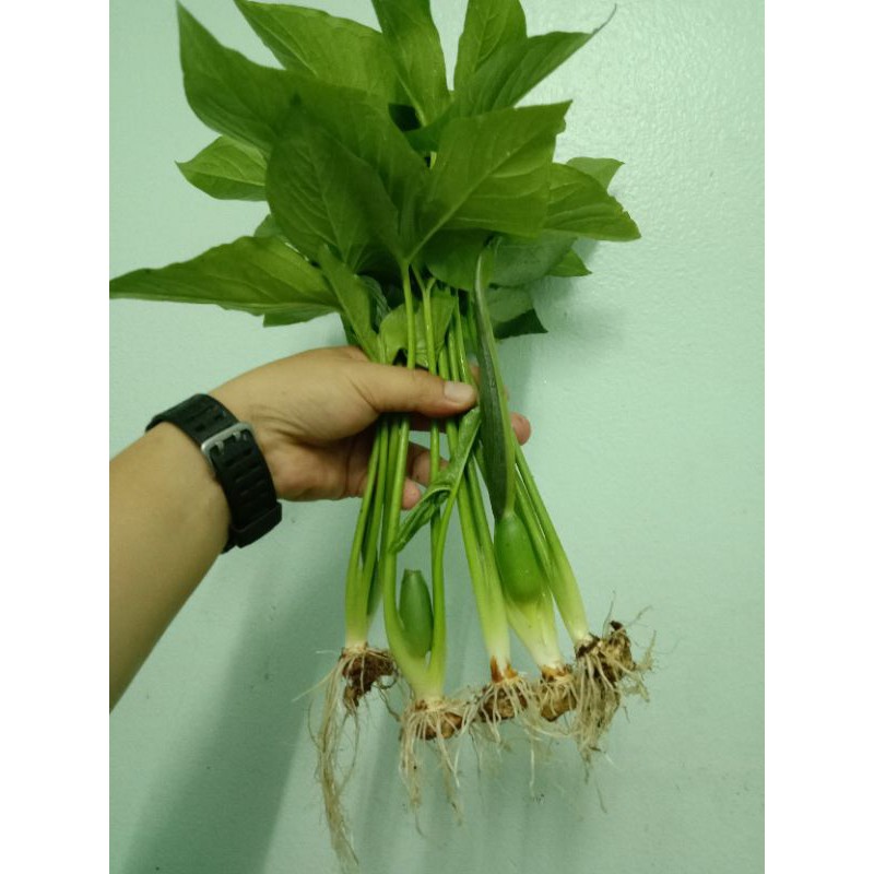 ต้นอุตพิต/มะโหรา/บอนแบ้ว (สมุนไพรไทย). ต้นล่ะ 10 บาท