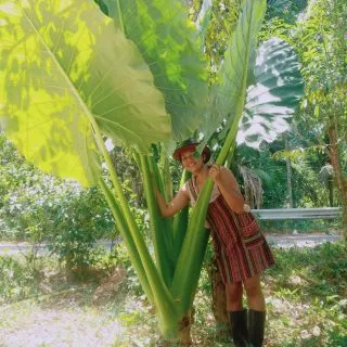 บอนกระดาดยักษ์ บอนยักษ์ ไม้ประดับ เลี้ยงง่ายโตไวใบใหญ่สวยงามหน่อสวย ขายแบบหน่อเจ้าแรก