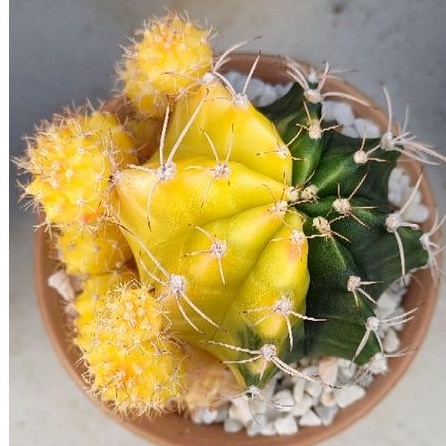 Cake Cactus Farm กระบองเพชร Gymnocalycium mihanovichii variegated หน่อยิมโนหัวสีล้วนเด็ดสด ไม่มีราก สำหรับมือใหม่หัดกราฟ - รูปที่ 3