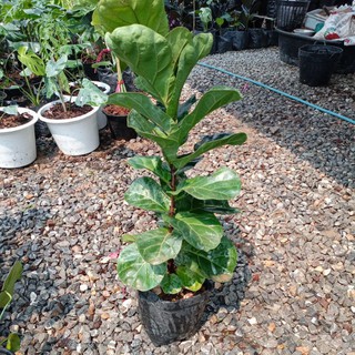 ต้นไทรใบสัก(fiddle fig leaf)