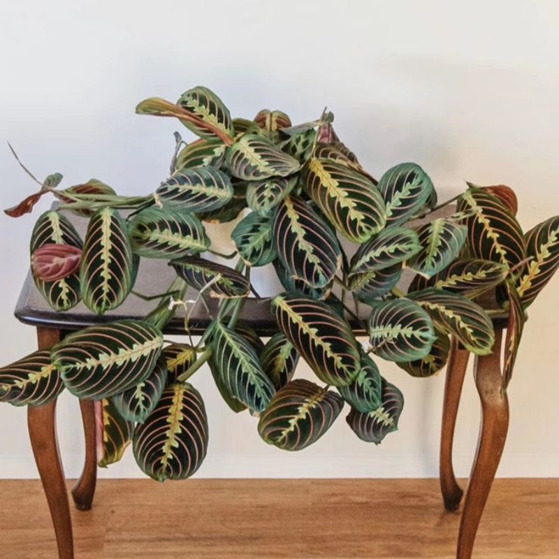 คล้ามาลันต้าเรด Red Prayer Plant Maranta เลือกต้นในตัวเลือกค่ะ มีรากเดินดี