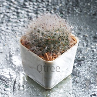 แมมมิลลาเลียขนแมว ( Mammillaria Bocasana ) แคคตัสดอกสีชมพู