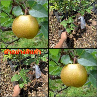 (1ต้น)(ขาย ต้นพันธุ์) ต้น สาลี่โยโกฮาม่า Yokohama Pears ต้นสาลี่ สาลี่ โยโกฮาม่า สาลี่หิมะ / ไร่อิงดาว