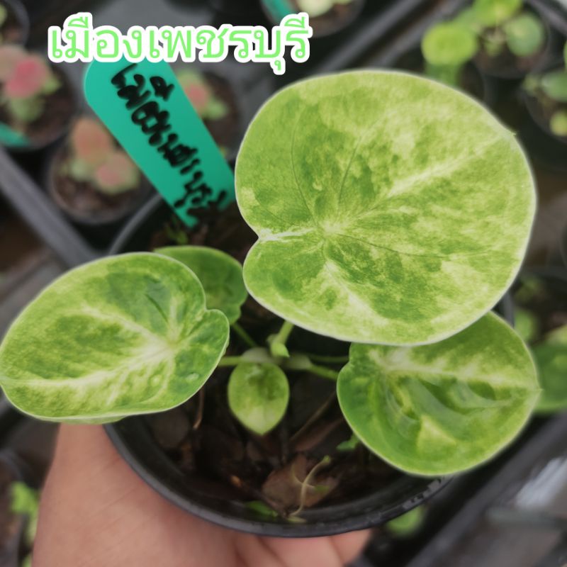 บอนสี เมืองเพชรบุรี ไม้ประดับ