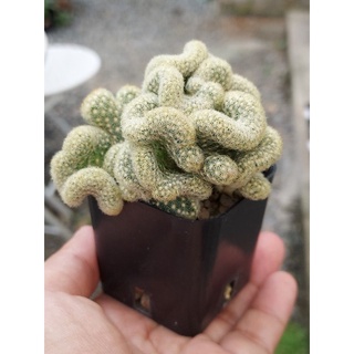 Mammillaria elongata cristata นอ้วทองคริส