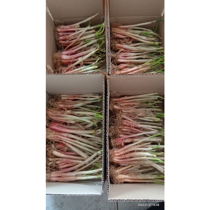 🌷🌹พันธุ์หอมทานดอก 50-60 ต้น. ราคา 99 บาท