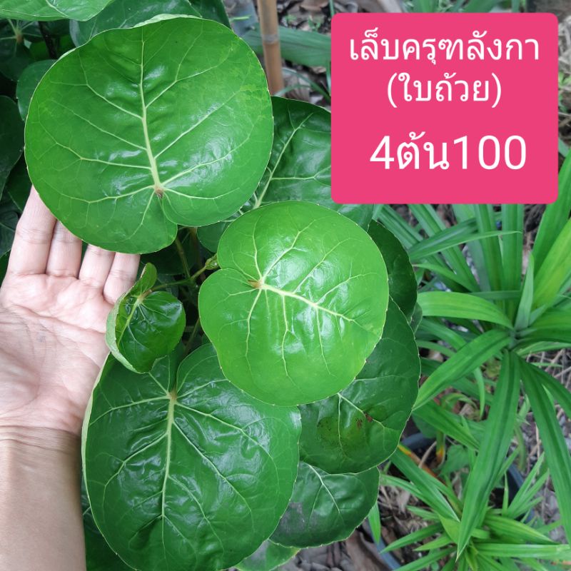 4ต้น100 เล็บครุฑลังกา (เล็บครุฑใบถ้วย) ไม้ใบทานได้ ใส่อาหาร ตกแต่งสวย 4ต้น100บาท