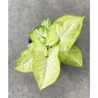 ออมทอง กระถาง 6 นิ้ว (Syngonium hybrid)