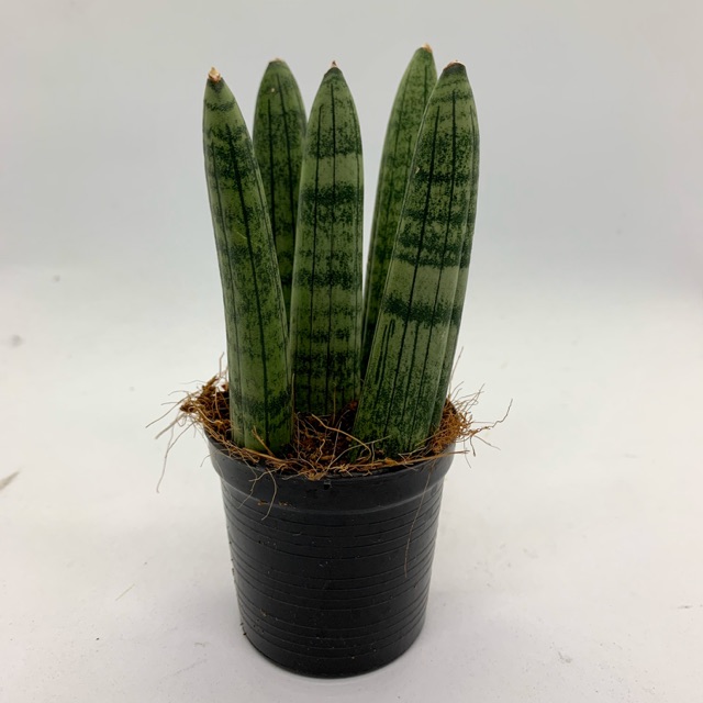 งาช้างแคระบอลเซล (Sansevieria boncellensis) ปลูก 5 ลำ ในกระถาง 2.5”