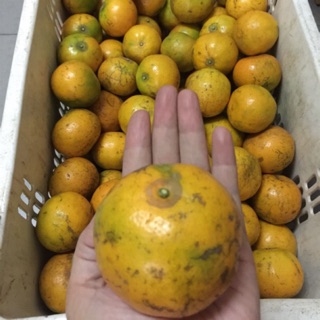 ส้มลาย สายน้ำผึ้ง ราคาถูก สดจากสวน ฝาง เชียงใหม่🍊คละไซส์ 4-6