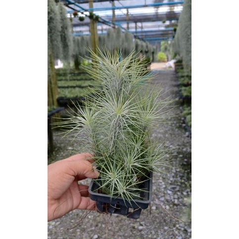 Tillandsia-funckiana_