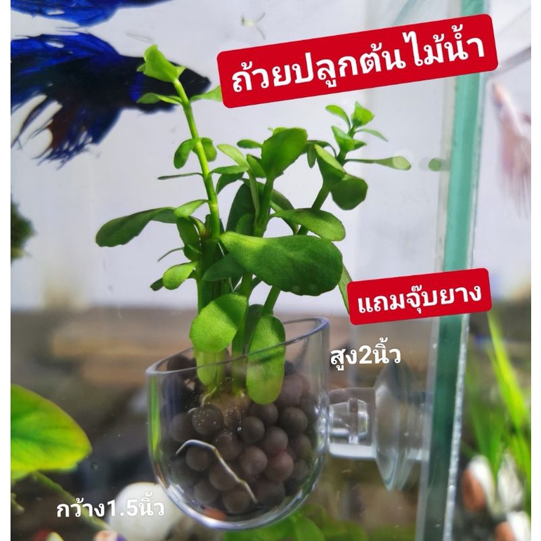 ถ้วยพลาสติก​ปลูกต้นไม้​น้ำ​ ขนาดสำหรับปลูกแบบเล็กๆ