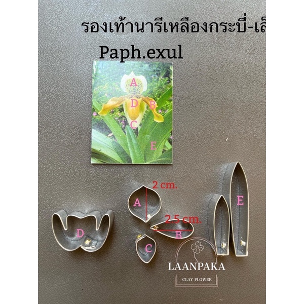 รองเท้านารีเหลืองกระบี่ ไซส์ 1