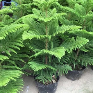 เมล็ดใหม่ 2025 เมล็ดสนฉัตร/สนฉัตรฮาวาย 5.5 กรัม / 30 กรัม Norfolk island pine**ศึกษาวิธีเพาะได้ในรายละเอียดสินค้า**