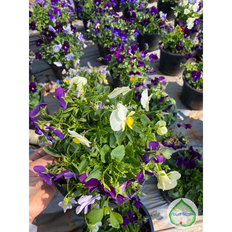 F52 ไวโอล่า/วิโอล่า(แพนซี ดอกเล็ก) ดอกสีสวย ไม้ดอก ไม้ประดับ #ดอกแววมยุรา #ดอกแพนซี #ดอกหน้าแมว - รูปที่ 7