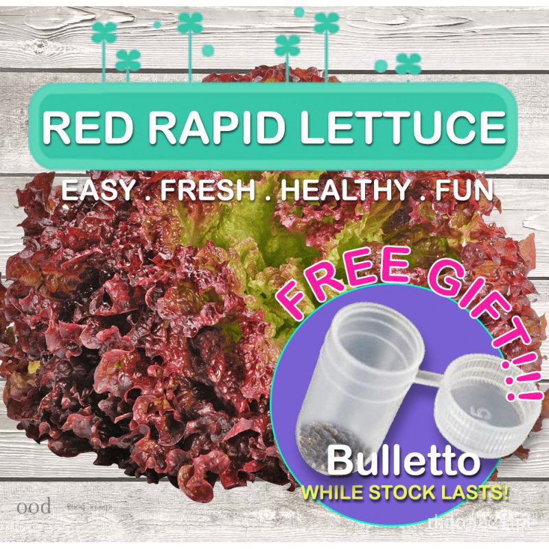 ขายดี สวนครัว/Red Rapid Lettuce Seed / Lettuce Seed / Green Lettuce Seed / Veggie Seed *Seeds f/เมล็