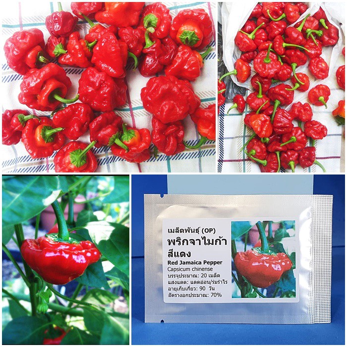 เมล็ดพันธุ์ พริกจาไมก้า สีแดง (Red Jamaica Pepper Seed) บรรจุ 20 เมล็ด คุณภาพดี ราคาถูก ของแท้ 100%