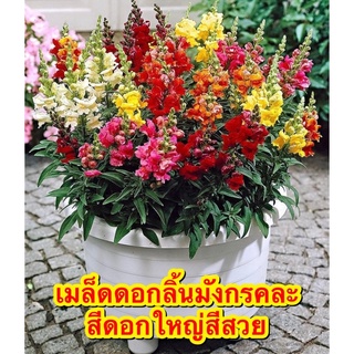 เมล็ดพันธุ์ ดอกลิ้นมังกร สแนปดราก้อน Snapdragon Flower เมล็ด พันธุ์แท้ นำเข้าจากต่างประเทศ