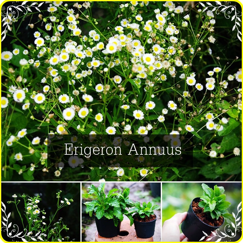 ต้นErigeron Annuus ไม้ดอก ไม้กระถาง ไม้คลุมดิน