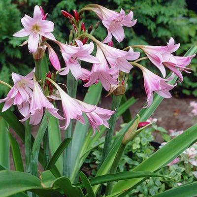 Wanthai พลับพลึงสีชมพู Crinum Powelli