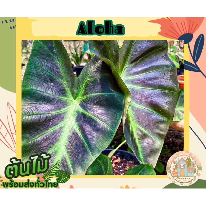 โคโลคาเซีย อโลฮ่า 🪴 (Colocasia Aloha) สั่งขั้นต่ำ 3 ต้นขึ้นไป คละชนิดได้จ้า