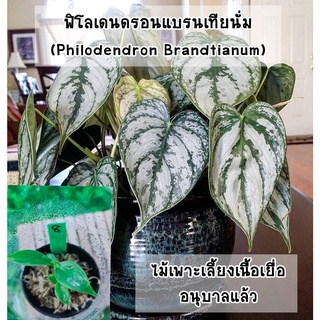 ต้นฟิโลเดนดรอนแบรนเทียนั่ม (Philodendron Brandtianum) ไม้เพาะเลี้ยงเนื้อเยื่ออนุบาลแล้ว