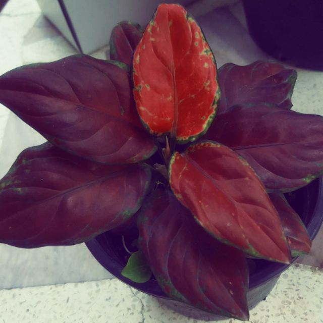 Red Aglaonema สีเข้ม ไม้ประดับ สีสดใส