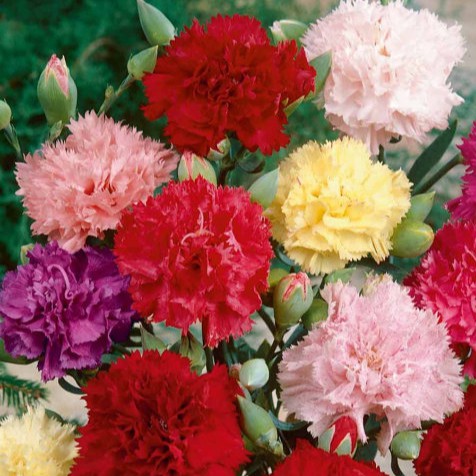 ดอกคาร์เนชัน คละสี ถูกที่สุด 10 บ. เมล็ดพันธุ์ ดอกคาร์เนชัน 30 เมล็ด งอกง่าย โตไว ดอกสวย