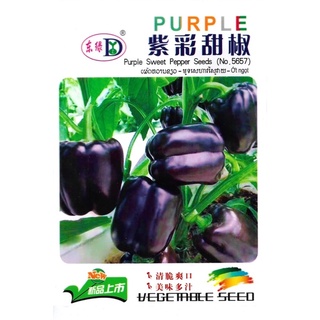 เมล็ด พริกหวาน สีม่วง Bell Pepper บรรจุ 50 เมล็ด  สายพันธุ์ OP พริก