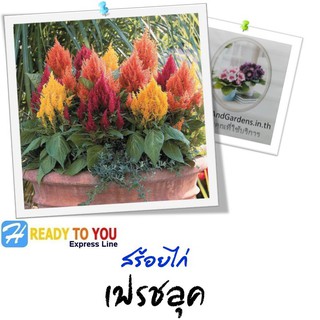 สร้อยไก่ (Celosia Plumosa) เฟรชลุค  25 เมล็ด (จาก Benary beauty inside)