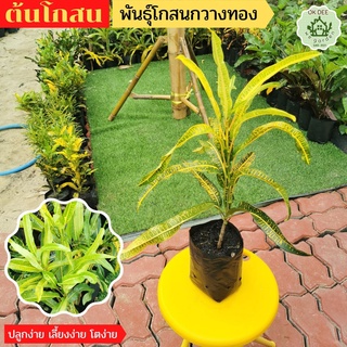 โกสนพันธุ์กวางทอง ไม้มงคล โกสน กวางทอง พร้อมส่ง