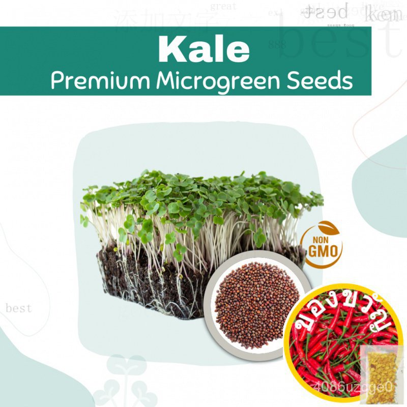 Kale Microgreen Seeds Non GMO 5g 20g 50gมะละกอ/กระโปรง/หมวก/กุหลาบ/สวน/พาสต้า/คื่นฉ่าย/บ้านและสวน/แอ