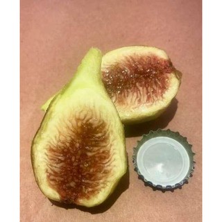 Figs ต้นมะเดื่อฝรั่ง พันธุ์ Long dAout (ลองดุก) อร่อย หวาน หอมมากๆ ต้นสมบูรณ์มาก รากแน่นๆ จัดส่งพร้อมกระถาง 6 นิ้ว ลำต้