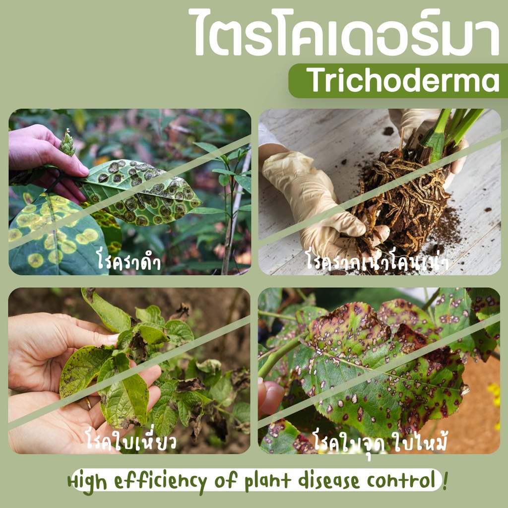 ไตรโคเดอร์มา ชนิดผง100กรัม x 3ชอง # trichoderma ป้องกันและกำจัดโรคพืชที่เกิดจากเชื้อรา ราคา ถูกที่สุด ดีลบีเคเค แกลเลอรีภาพที่ 2