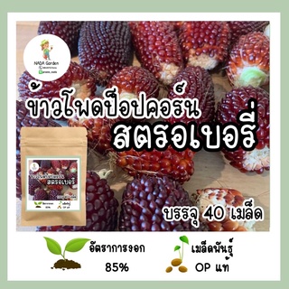 เมล็ดพันธุ์ข้าวโพดป็อปคอร์นสตรอเบอรี่ 40 เมล็ด เมล็ดพันธุ์OPแท้ อัตราการงอกสูง 🌱♥️