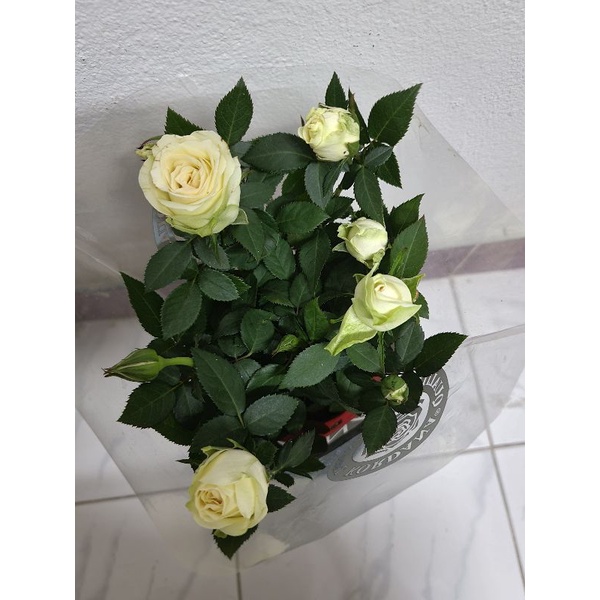 My Image 6