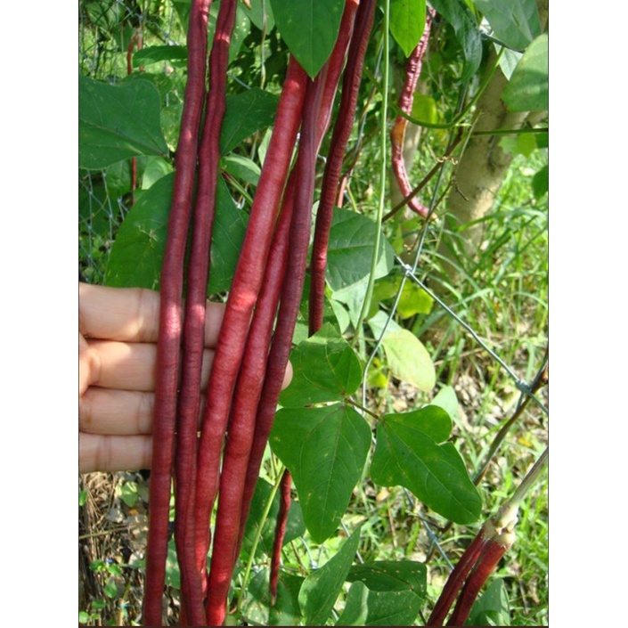 เมล็ดพันธุ์ถั่วฝักยาวสีแดง 200 เมล็ด เมล็ดพันธุ์อินทรีย์ พันธุ์แท้ เก็บเมล็ดปลูกต่อได้