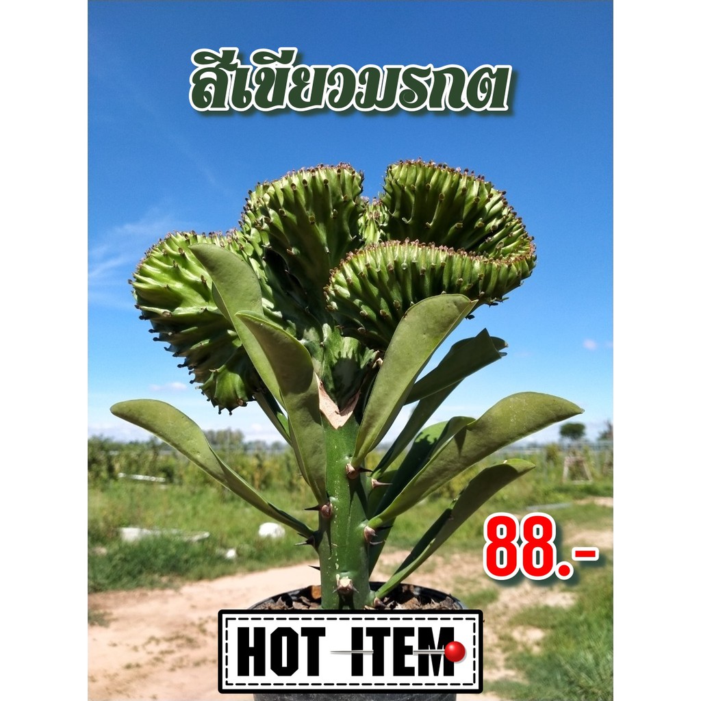 My Image 17