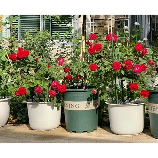 ~พร้อมส่งที่ไทย~ ไซส์ใหญ่มาก “กระถางปลูกต้นไม้ทรงมาตรฐาน​ รุ่นพิมพ์ลาย Gardening”