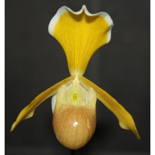 กล้วยไม้รองเท้านารีเฮเลเน่ Paphiopedilum helenae 1 ต้น กล้วยไม้เวียดนาม