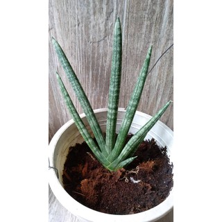 ต้นว่านงาช้าง Sansevieria stuckyi ไม้ฟอกอากาศ Air purify Plant   ขายเป็นต้น