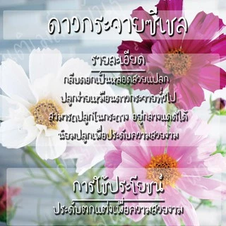 เมล็ดพันธุ์ ดาวกระจาย ซีเชล ดอกคอสมอส 100 เมล็ด Cosmos Sea Shells seed เมล็ดพันธุ์แท้ นำเข้าจากต่างประเทศ ดอกไม้ สวนครัว