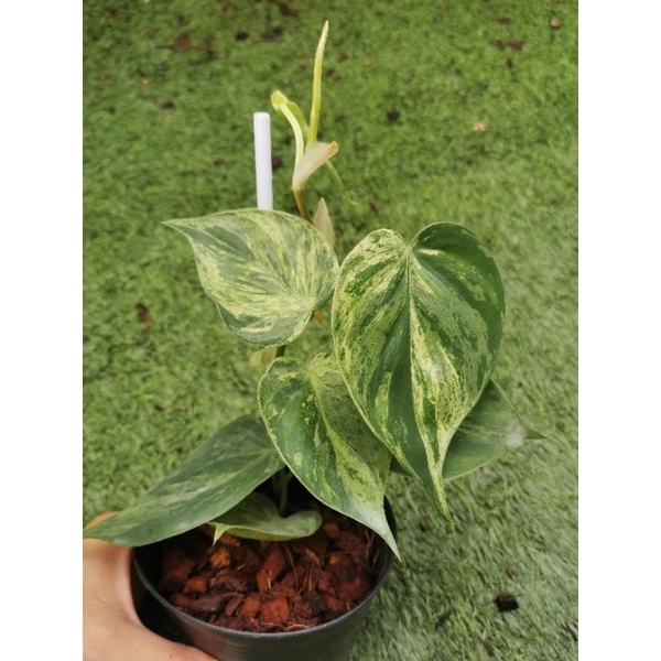 philodendron hederaceum variegated พลูบราซิลด่างมิ้นหินอ่อน