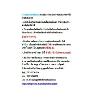 ต้นกระชายดำ ต้นละ39 บาท