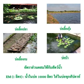 EM หัวเชื้อจุลินทรีย์อีเอ็ม ขนาด 20 ลิตร สูตรเข้มข้นแก้ปัญหาส้วมอืดดับกลิ่นเหม็นช่วยย่อยสลายคราบไขมันในบ่อบำบัด