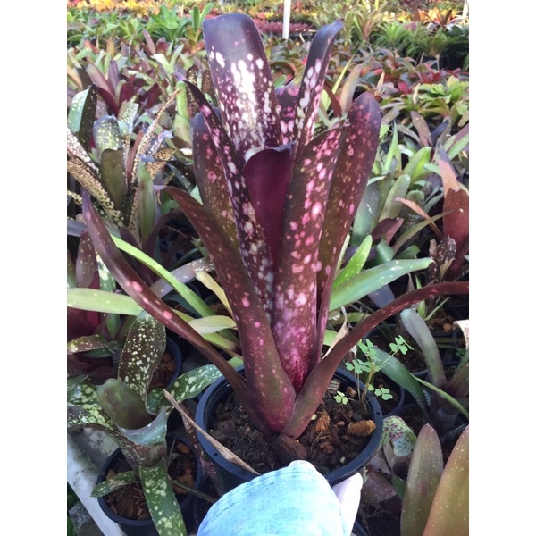 บิวคละสายพันธ์#Bill#ขายโล๊ะๆ# Neo Hybrid #ต้นสับประรดสี#สับปะรดสี##bromeliad# ต้นไม้สวยงาม# ไม้ประดับ# ตกแต่งสวน
