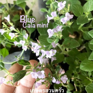 ต้นคาลามิ้นท์ Calamint ขนาดถุงเพาะ 4*8 นิ้ว ดอกขาว/ดอกม่วง /ขั้นต่ำ 2 ต้นคละสินค้าได้