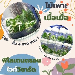 🪴ส่งฟรี🪴ไม้เพาะเนื้อเยื่อ ฟิโลเดนดรอน ไวท์วิซาร์ด (Philodendron White Wizard) 1 ขวดมี 2 - 3 ต้น(หรือหน่อ)