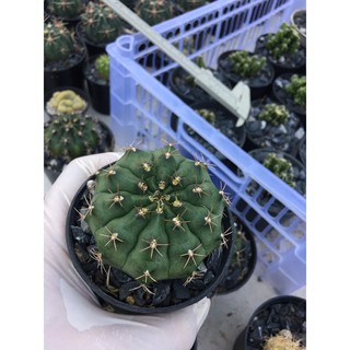 ถอดรากส่ง-size แม่พันธ์ุ แคคตัสยิมโนขนาด 4-6 ซม. ขนาดให้ออกแล้ว #Cactus #กระบองเพชร#พืชทนแล้ง#ไม้ประดับ#ต้นไม้ทนแล้ง