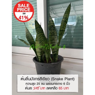 ต้นลิ้นมังกรสีเขียว (Snake Plant) ต้นไม้ฟอกอากาศ ดูดสารพิษ ความสูง 25 ซม. ส่งพร้อมกระถาง 6 นิ้ว